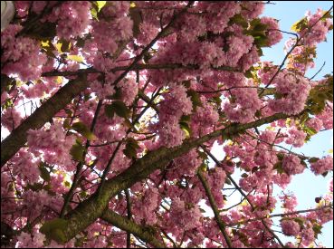 Kostenloses Stokfoto -Baum in Blüte